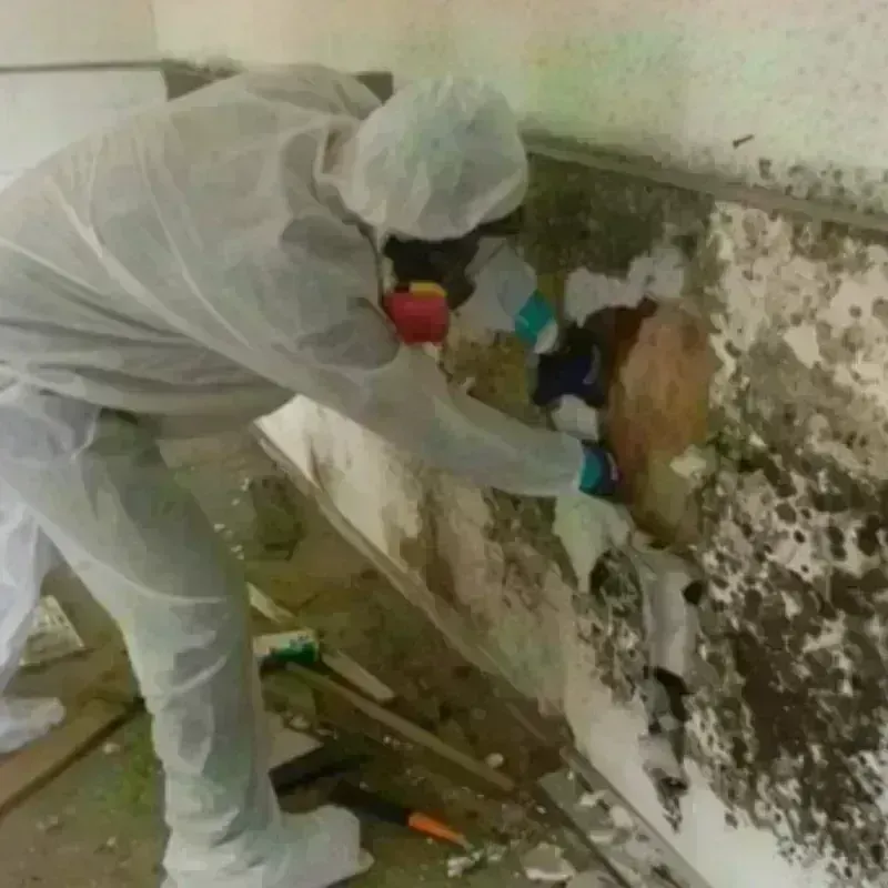 Mold Remediation and Removal in Amesbury, MA